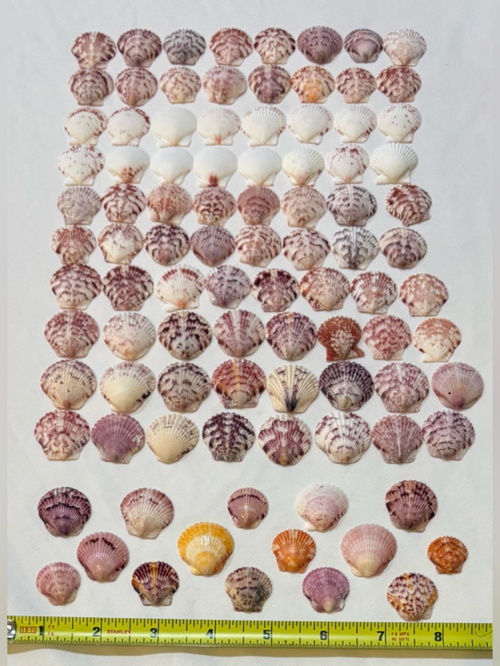 95 LOT SEA SHELLS SANIBEL FL. SCALLOP SMALL 1/2 - 1" MIX CRAFT COLLECT SCALLOPS